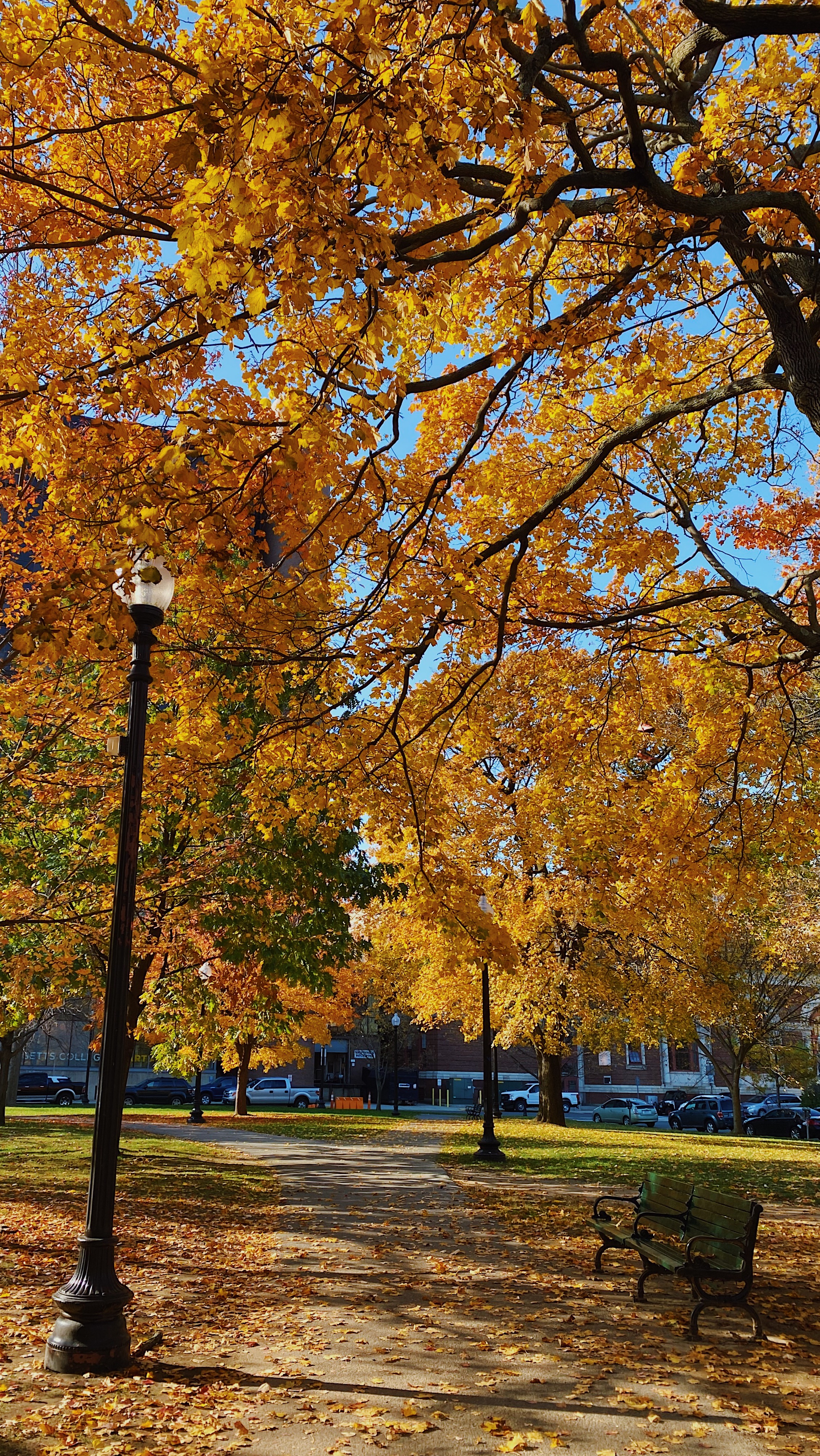 October leaves